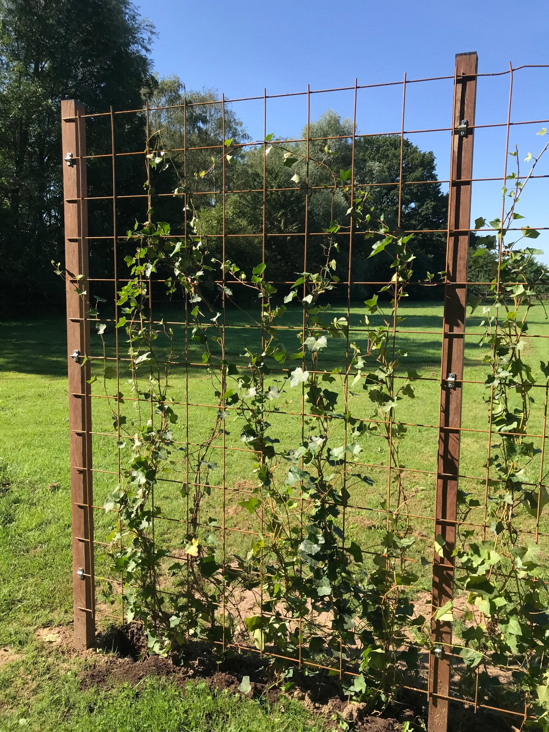Gaashekwerk met klimop (Hedera) | ZelfbouwHout.nl