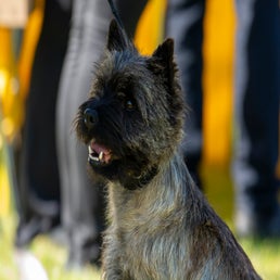 dsc_9171-standard.jpg