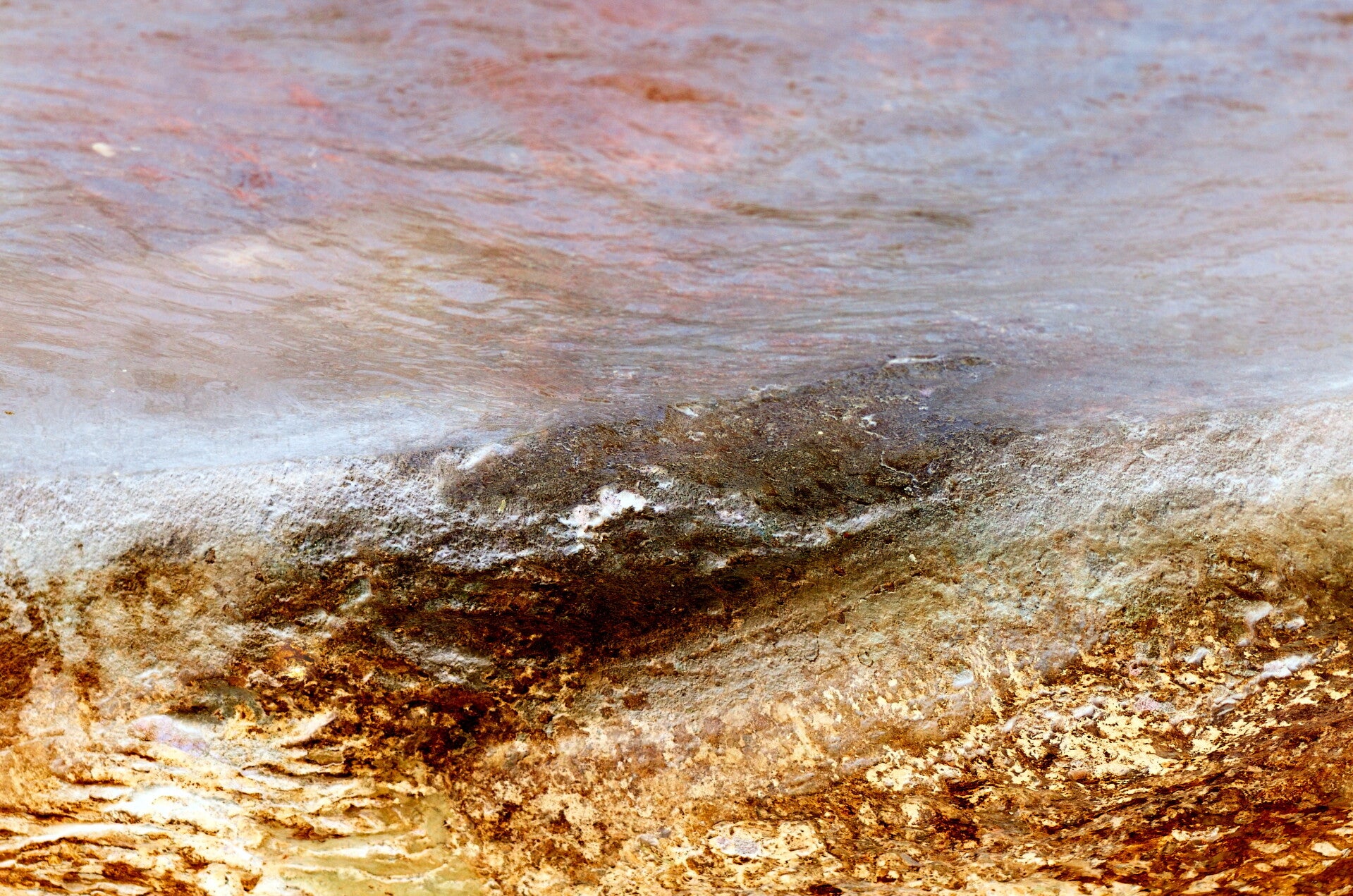 Título: Organic/Autor: Verónica Heusch