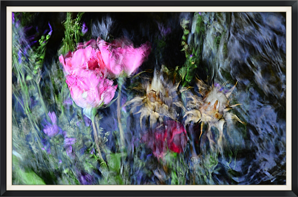 Título: Floración nocturna (Autor: Verónica Heusch)