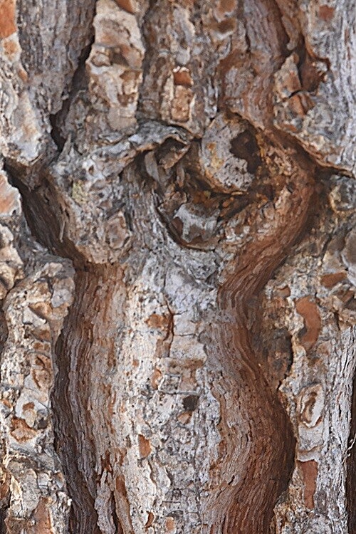 Título: Texture 110/Autor: Verónica Heusch