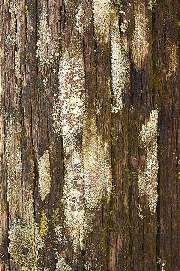 Título: Texture 14/Autor: Verónica Heusch