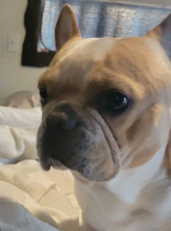 Sir Oppenford, AKA Opie
