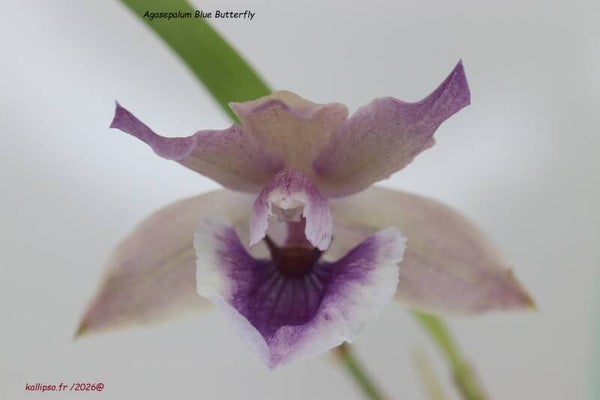 Agasepalum Blue Butterfly