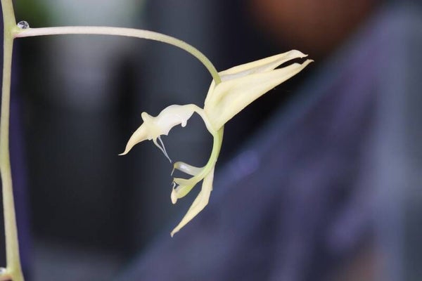 Gongora Plaisir de michel