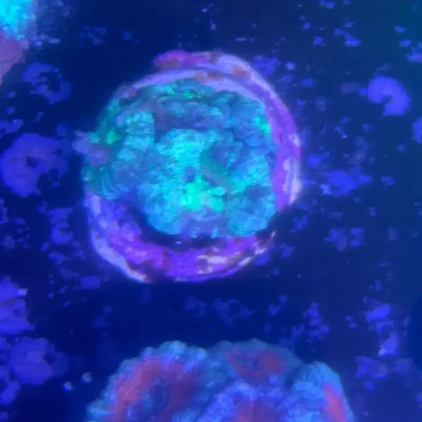 Micromussa lordhowensis Green – WYSIWYG