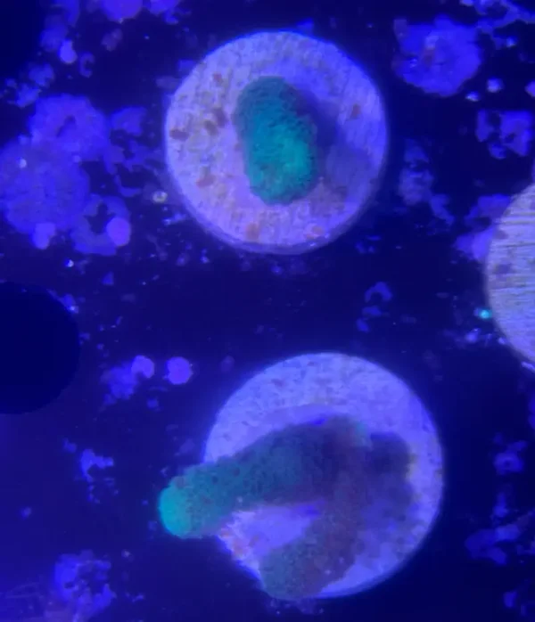 Stylophora pistillata grün