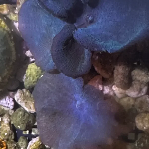 blaue Scheibeanemone , Discosoma