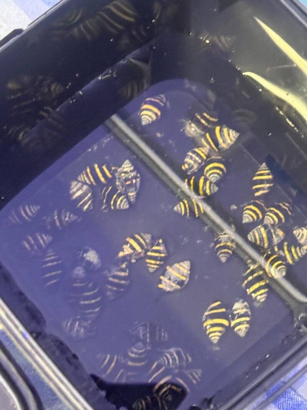 Engina mendicaria – Hummelschnecke