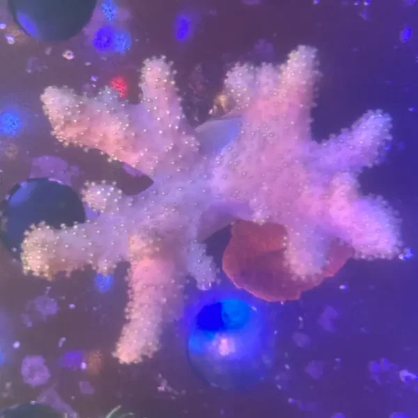 Sinularia SP. ‘Glowing Polyps