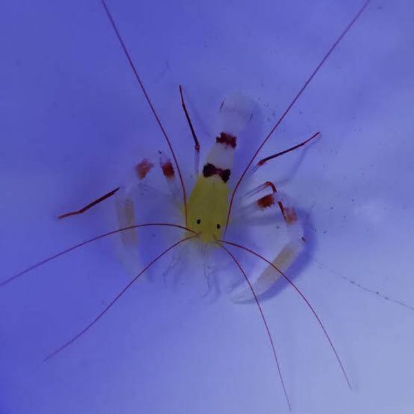 Stenopus zanzibaricus Zanzibar-Scherengarnele
