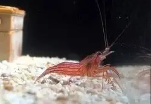 Lysmata vittata