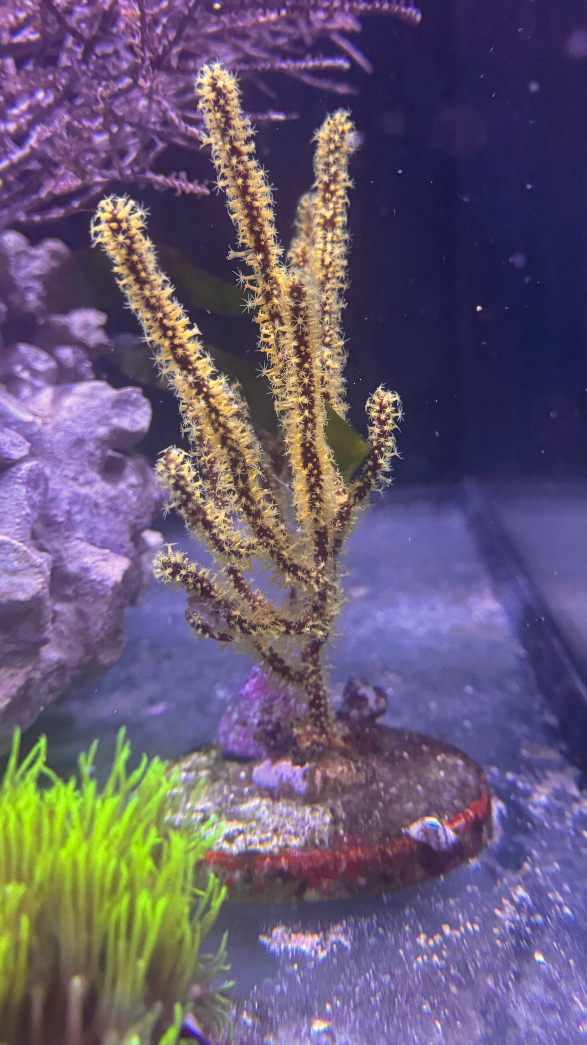 Gorgonie Manella gelb