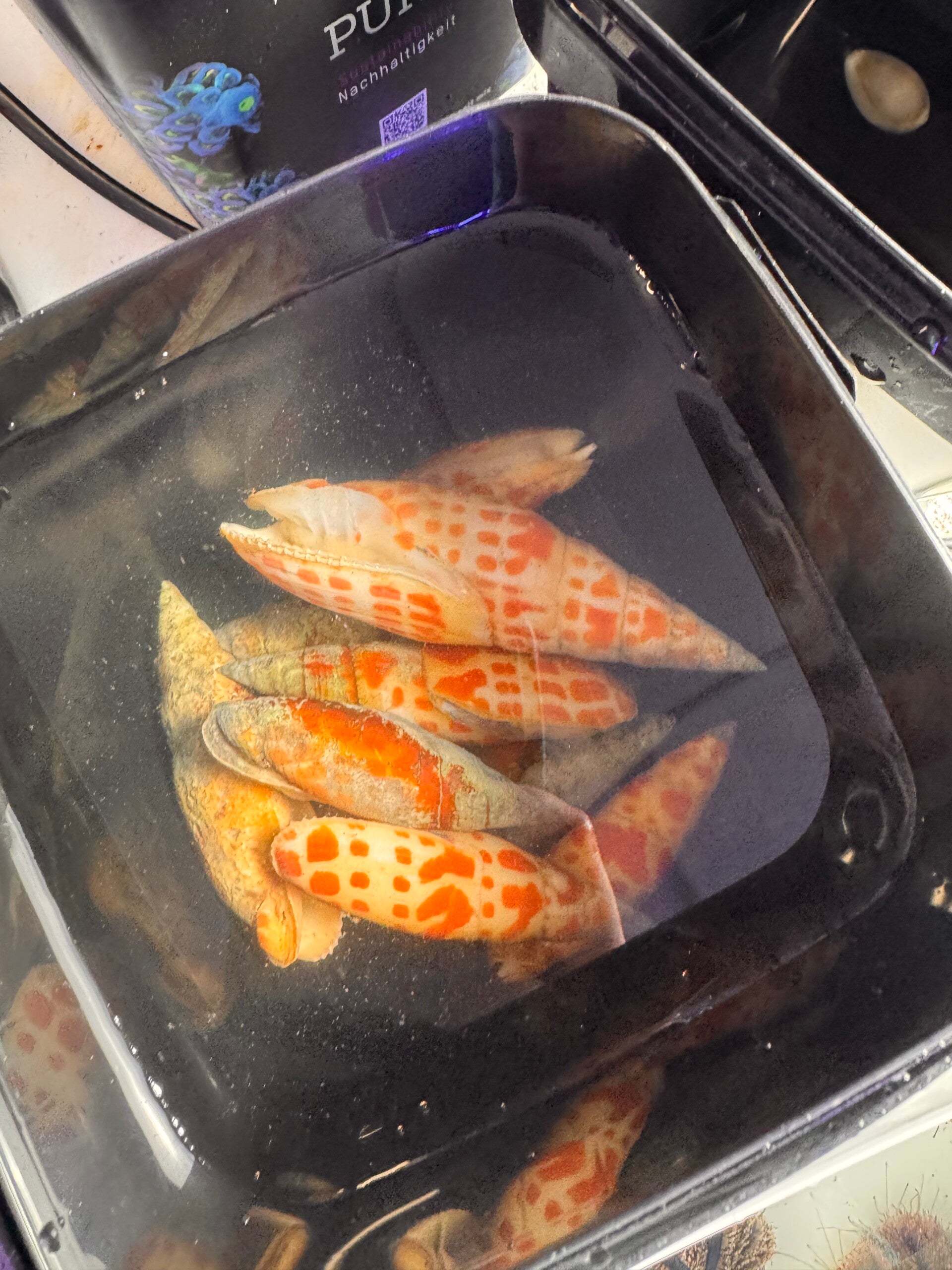 Mitra Mitra Schnecke