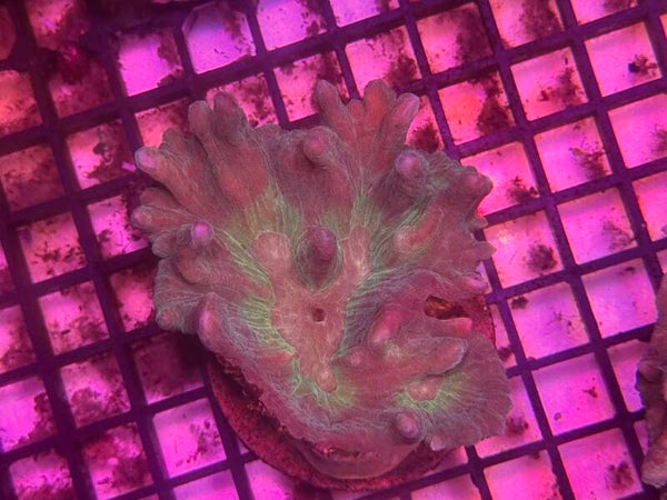 Pectinia rainbow WYSIWYG