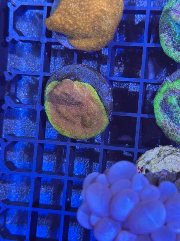 Psammocora orange/gelb