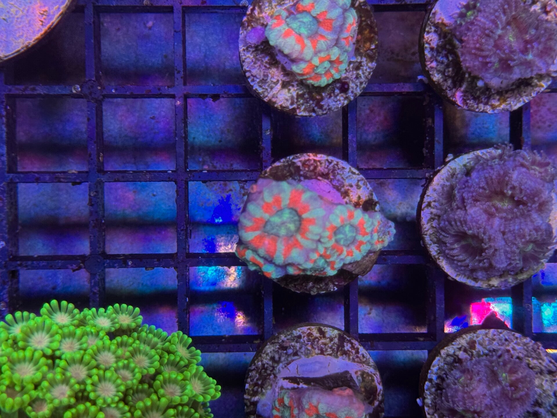 Acanthastrea lordhowensis green/red NZ