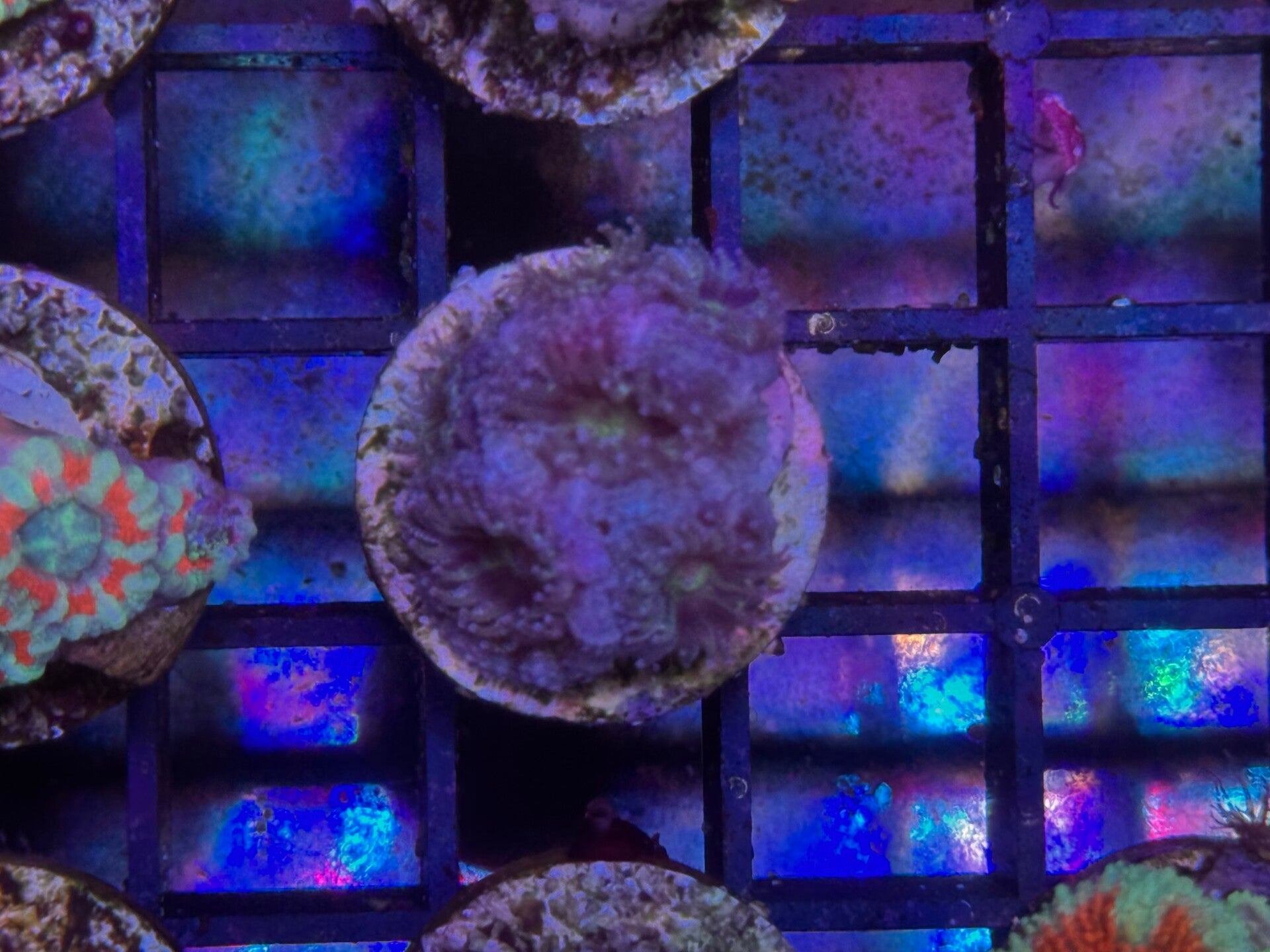 Acanthastrea lordhowensis lila NZ