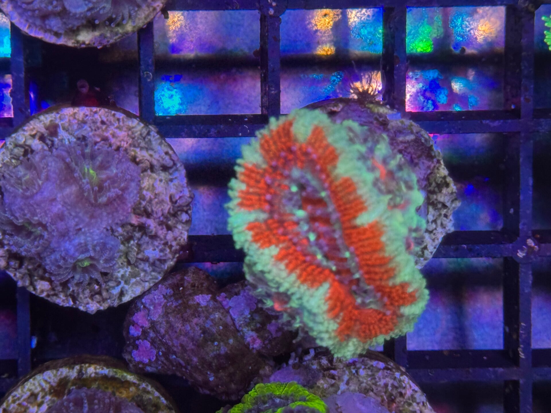 Acanthastrea lordhowensis blue/red NZ