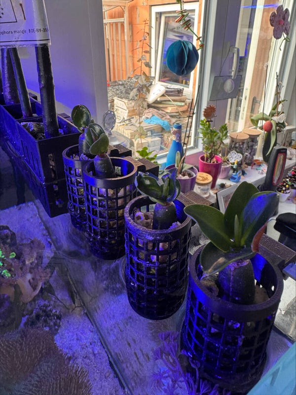 Jalapeno Mangrove