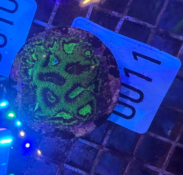 Favia WYSIWYG Nr.: 0011