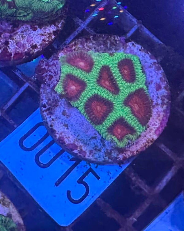 Favia WYSIWYG Nr.: 0015