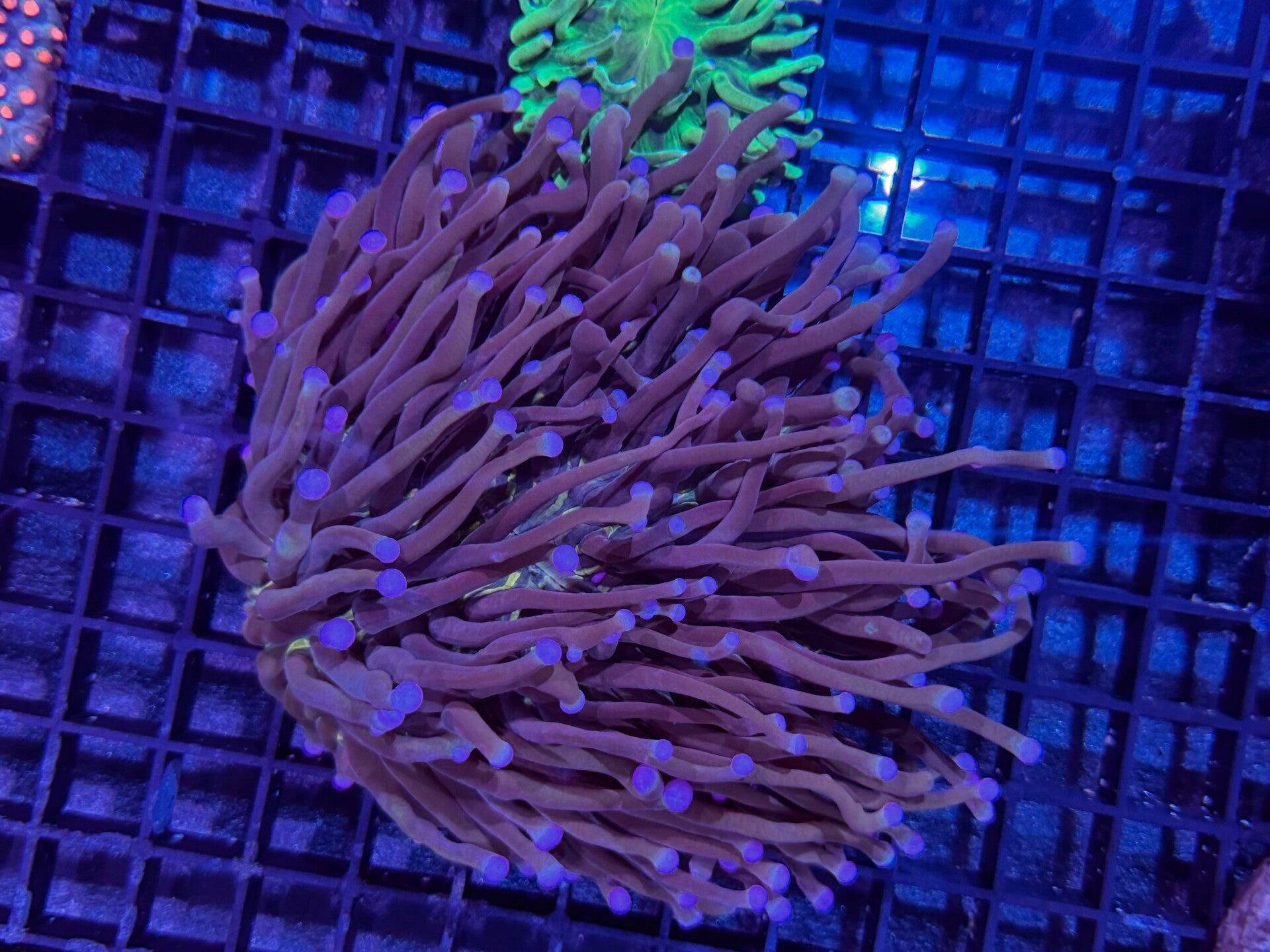 Heliofungia  WYSIWYG