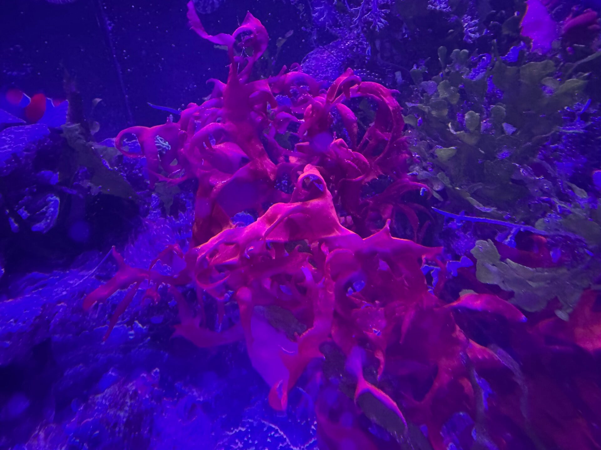 Halymenia durvillei - Dragons Breath