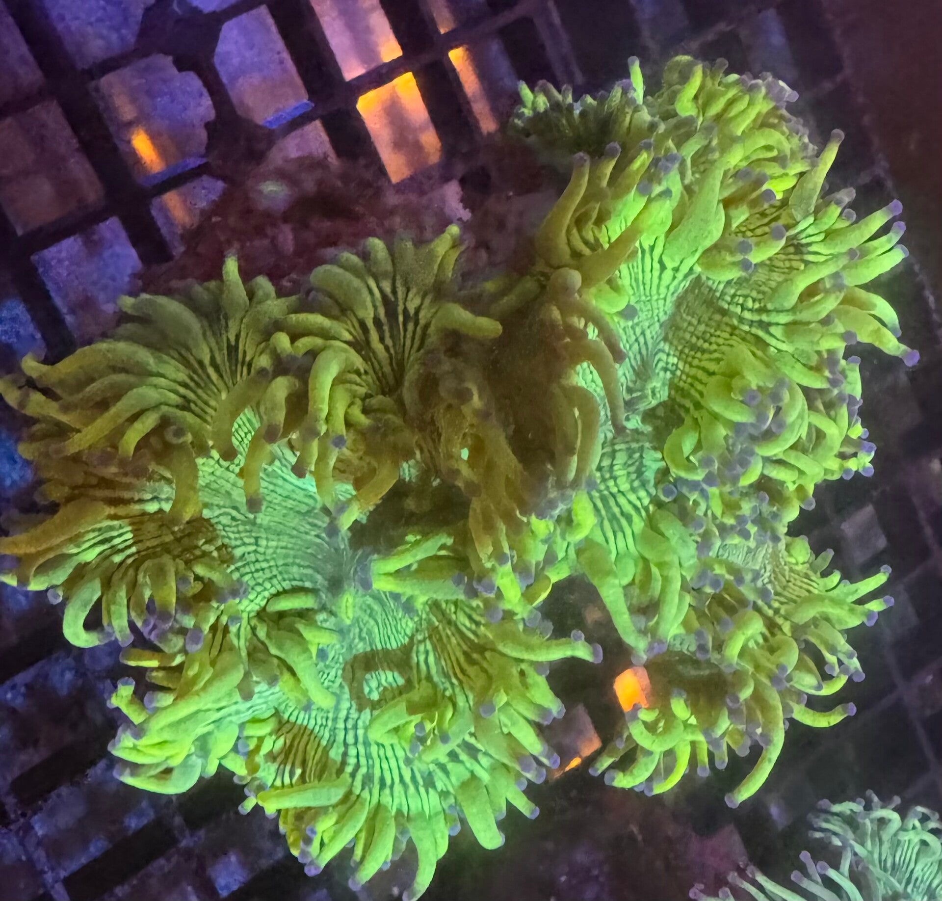 catalaphyllia jardinei green