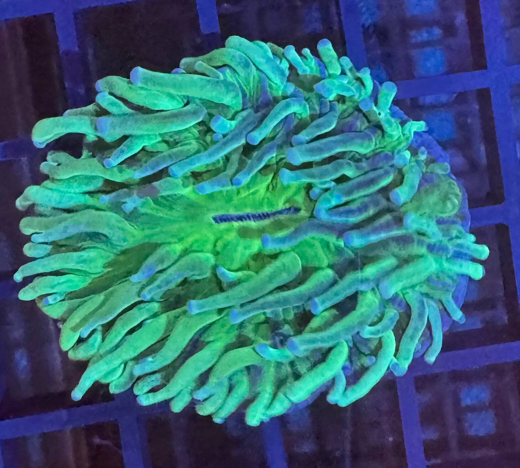 Heliofungia  WYSIWYG