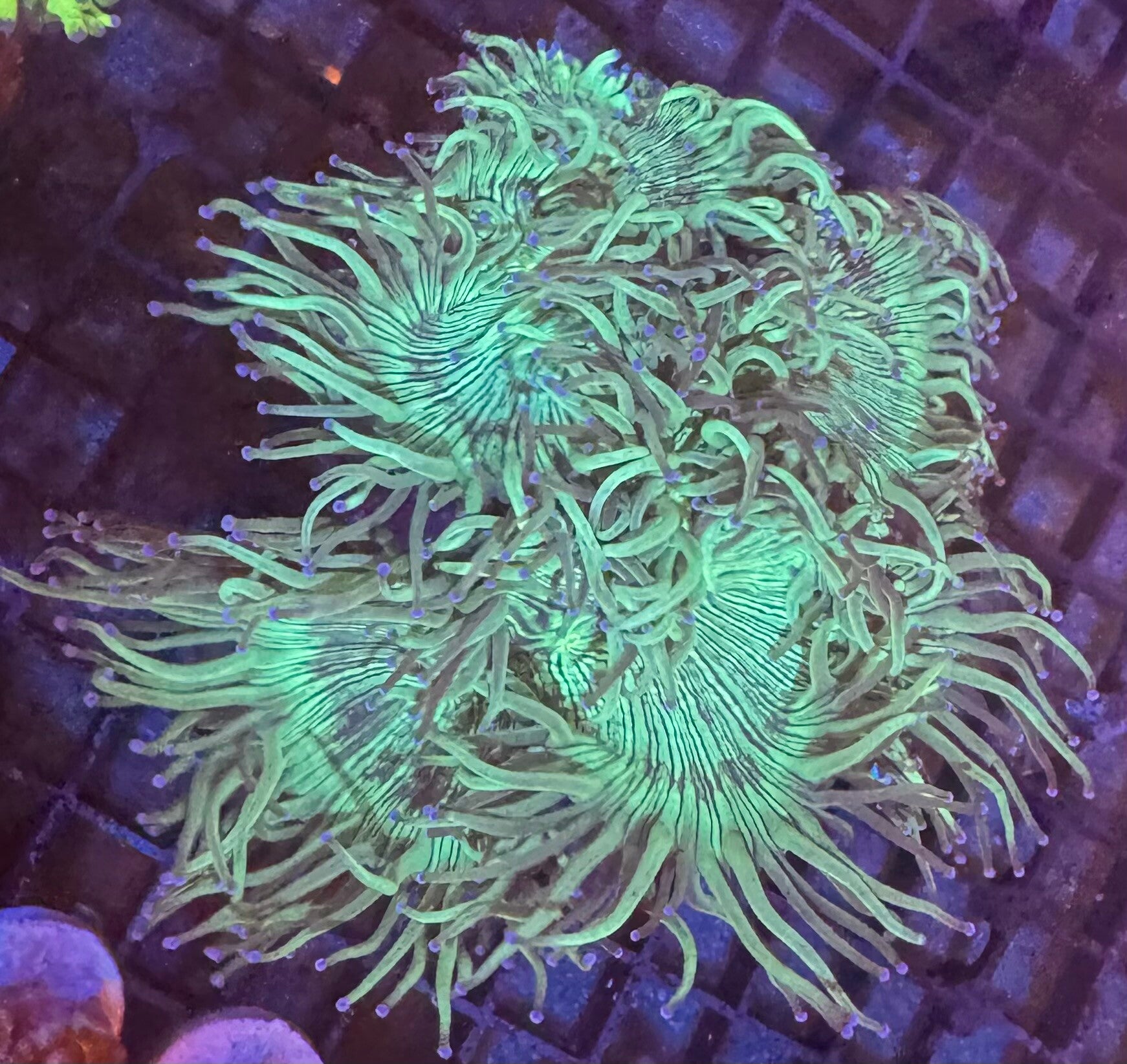 catalaphyllia jardinei green