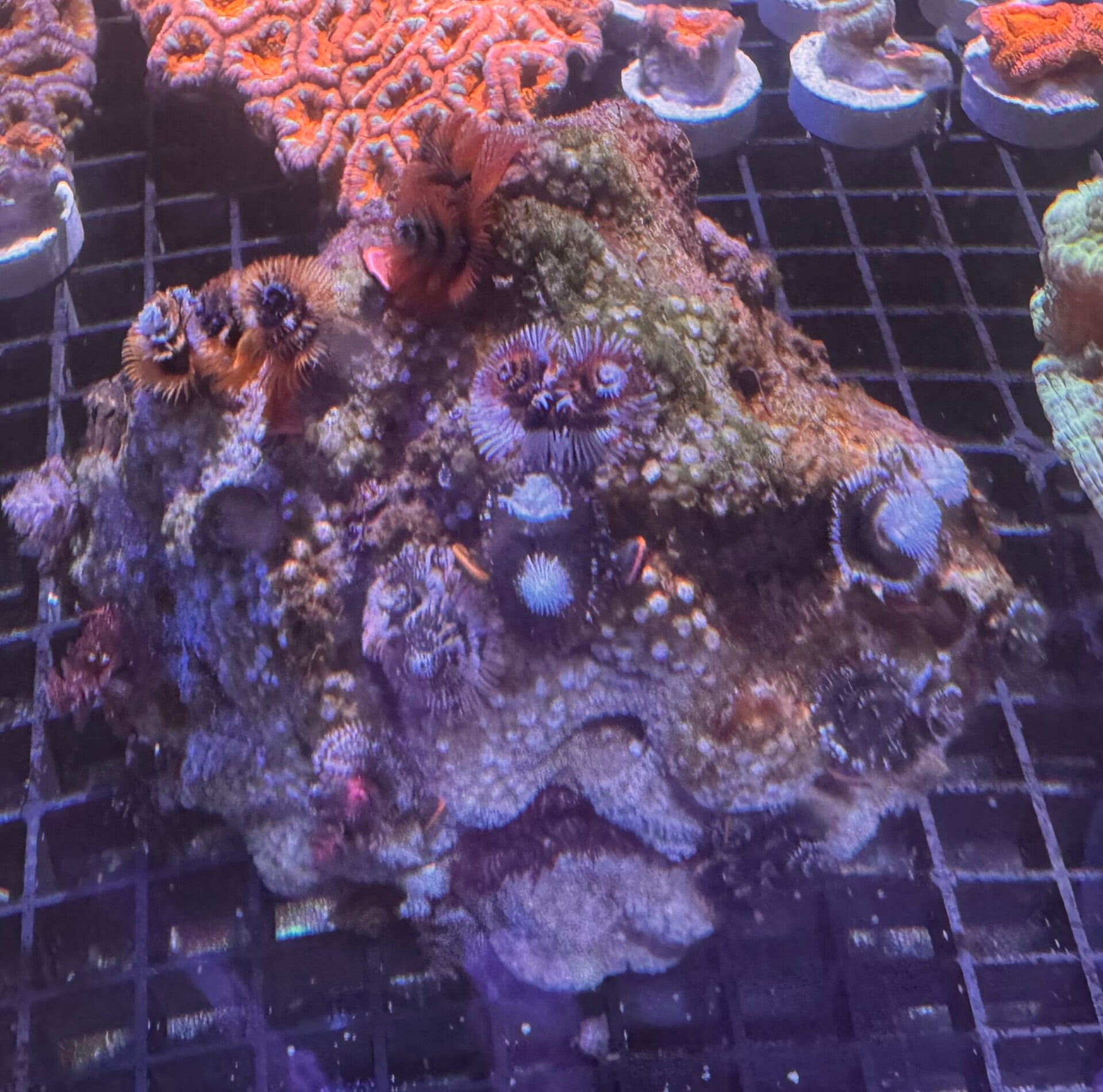 porites australien stein mit bunten Röhrenwürmern WYSIWYG