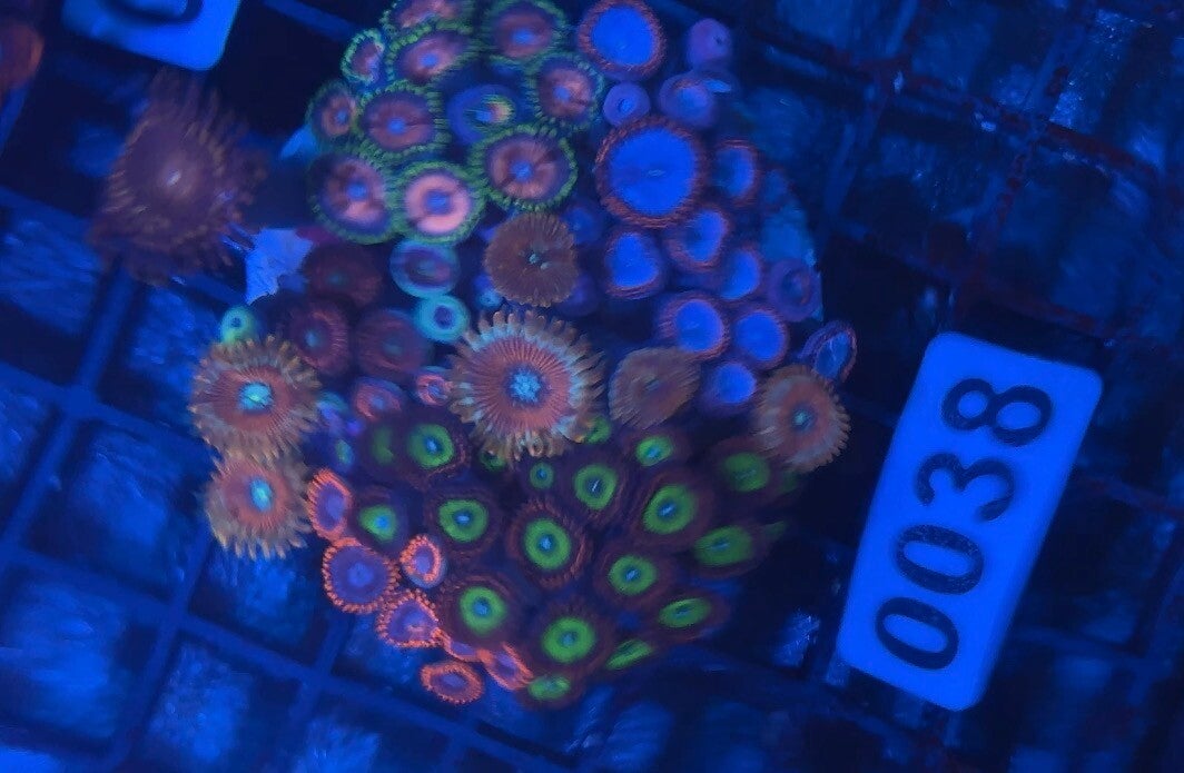 Zoanthus stein WYSIWYG