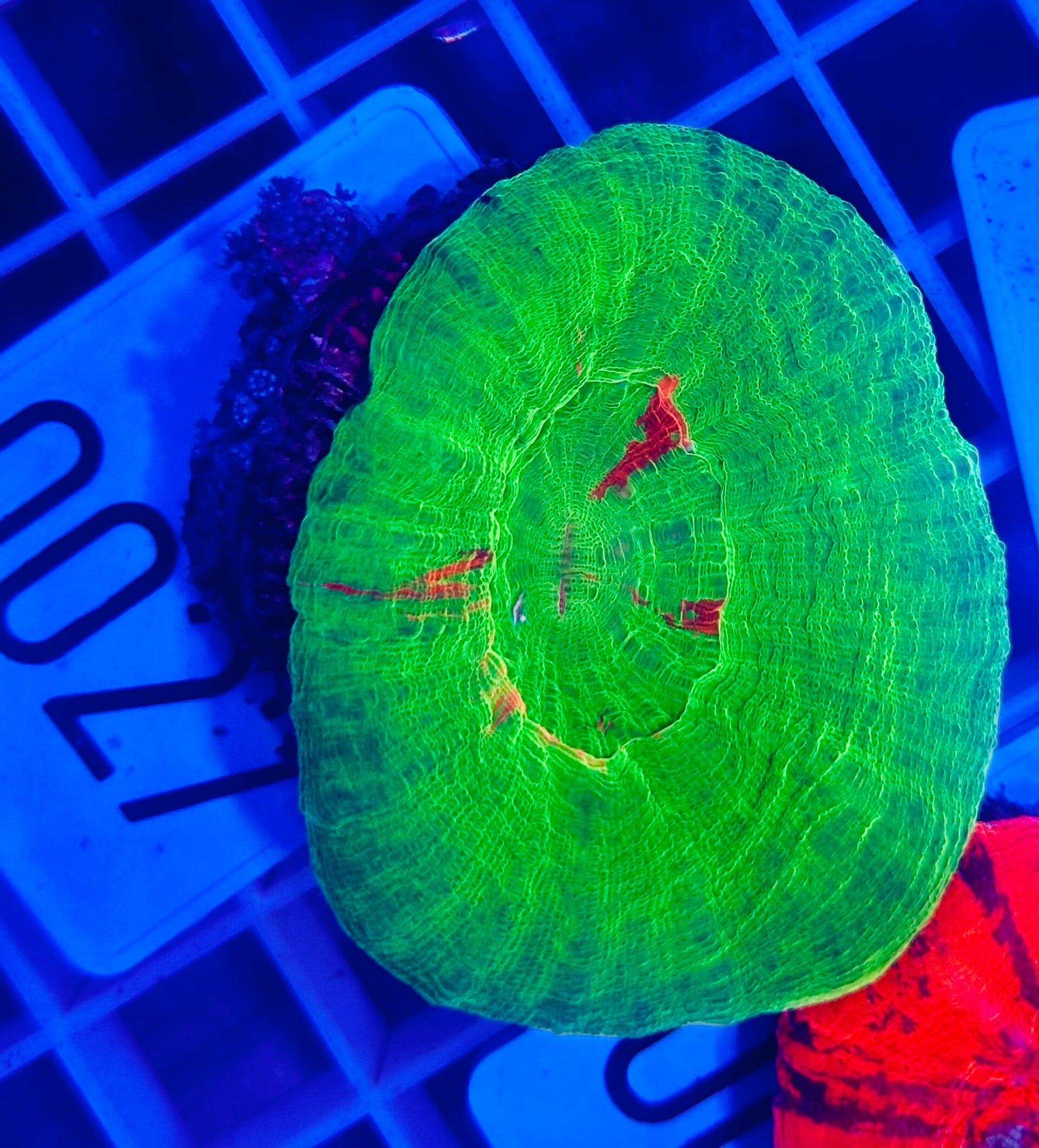 Scolymia bleeding apple WYSIWYG 0027