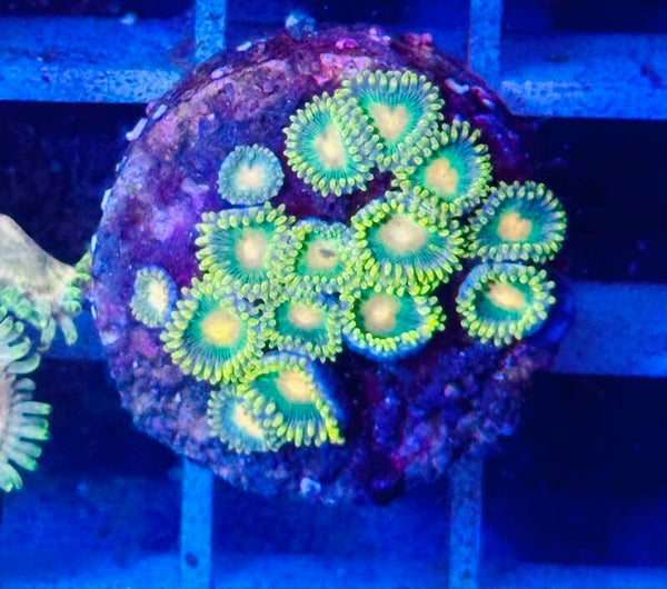 Zoanthus gorilla nippel