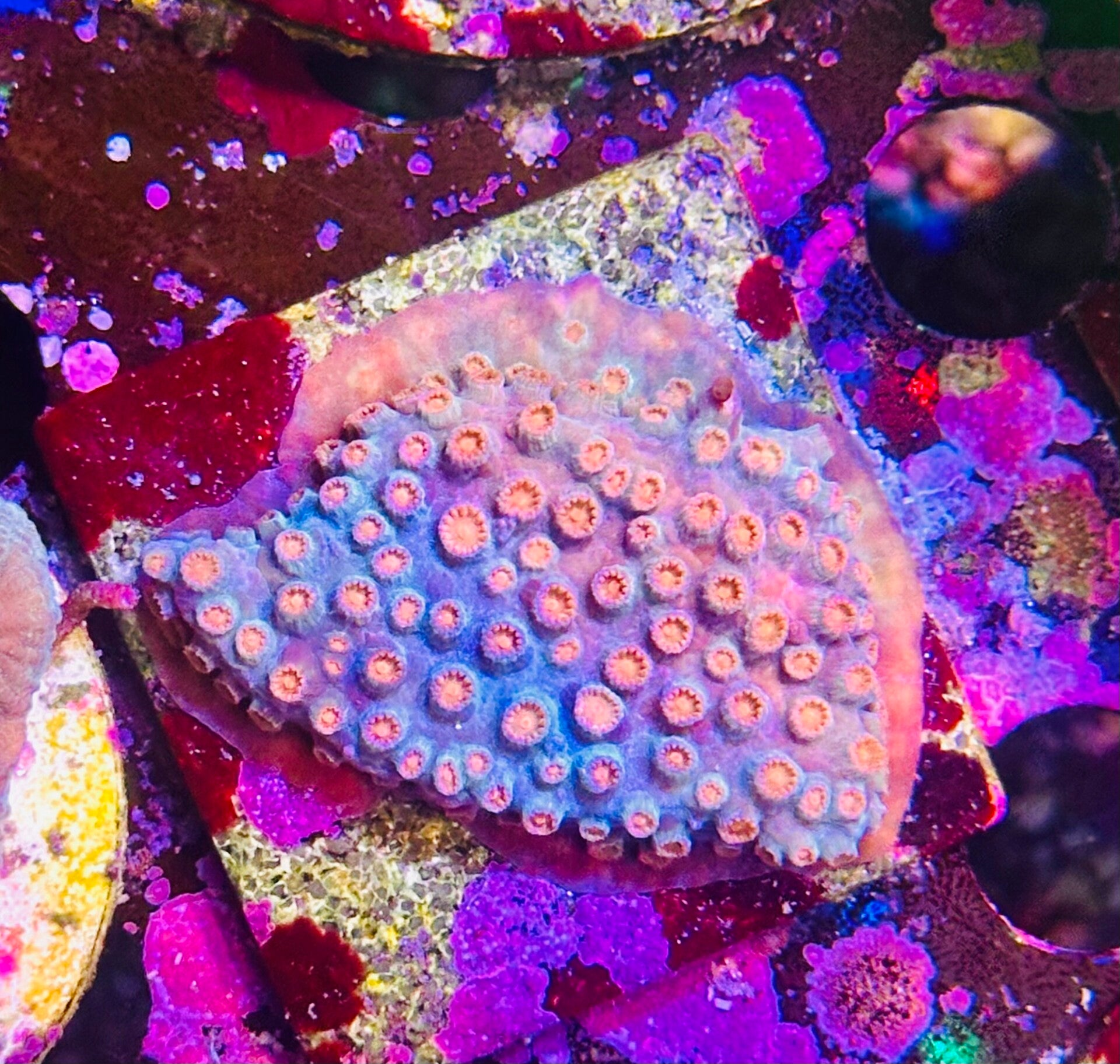 Cyphastrea meterorshower NZ