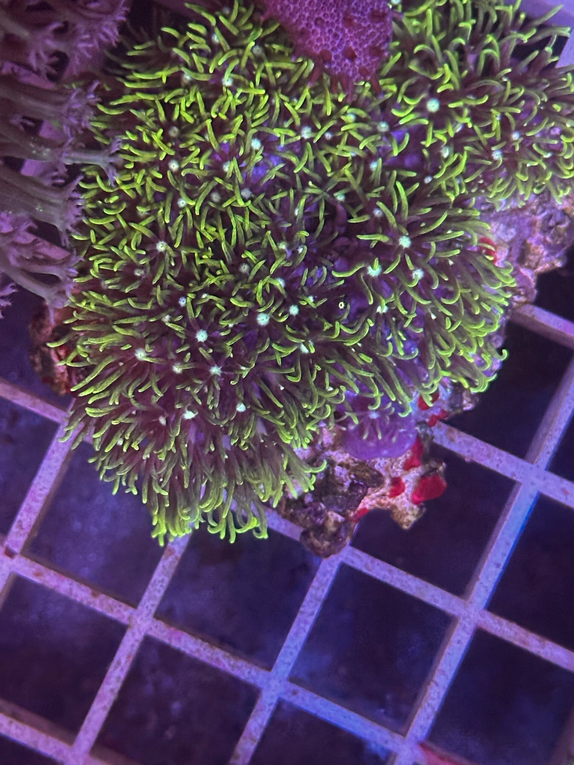 Briareum grünes Affenhaar