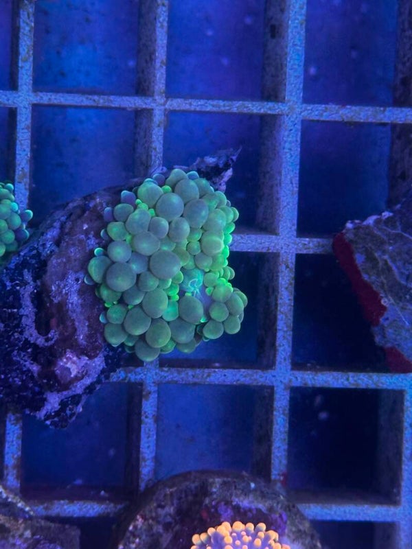 Ricordea Florida green