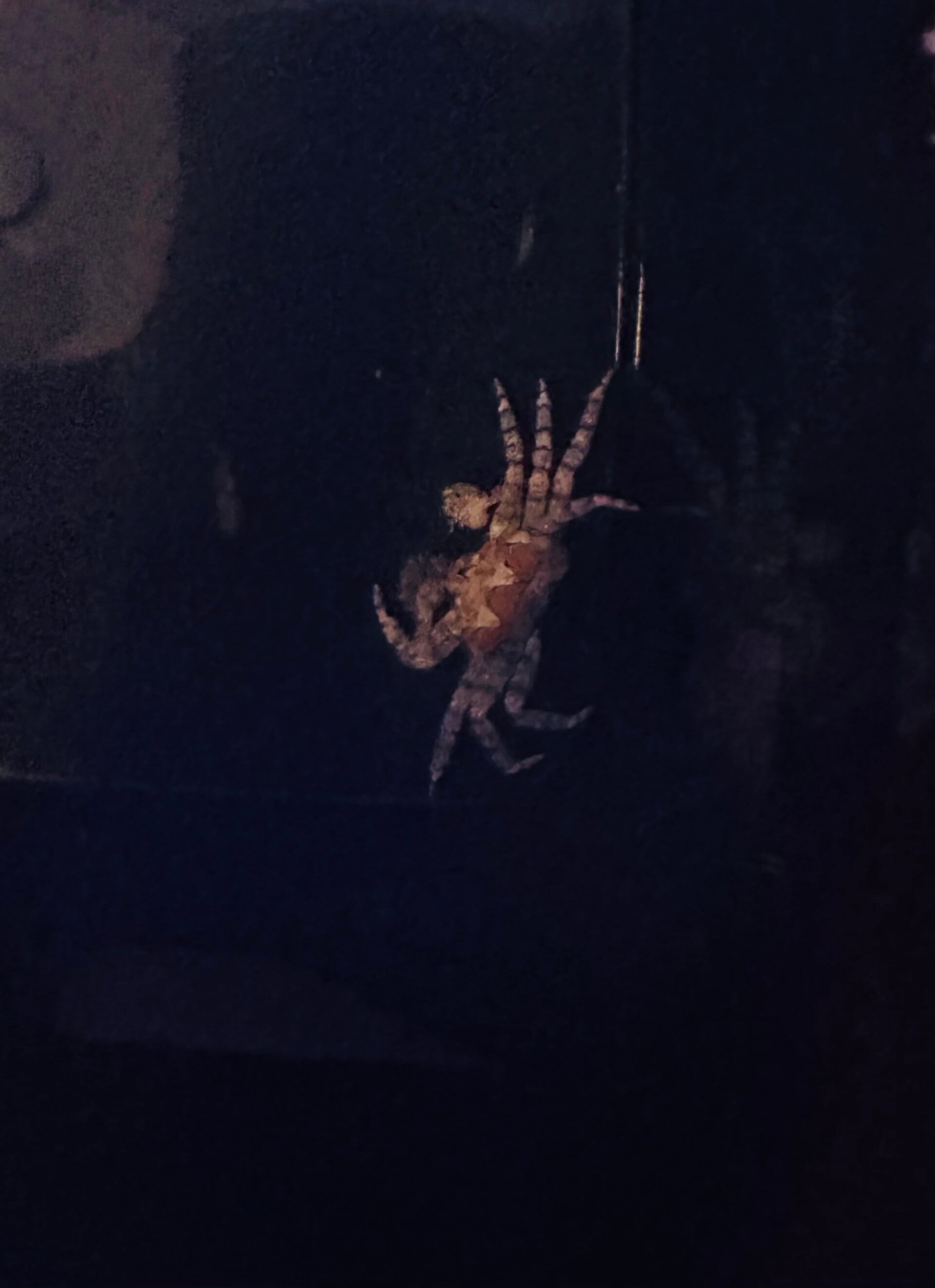 Lybia tessellata - Boxerkrabbe