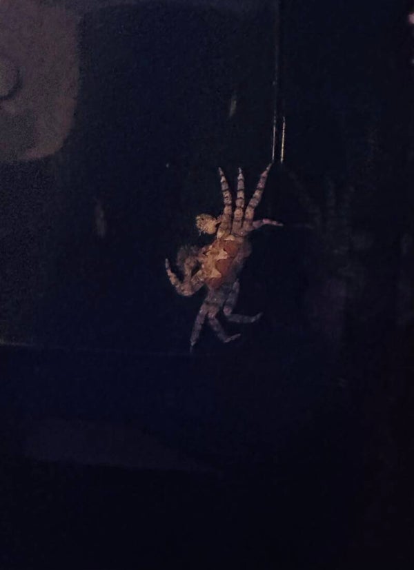 Lybia tessellata - Boxerkrabbe