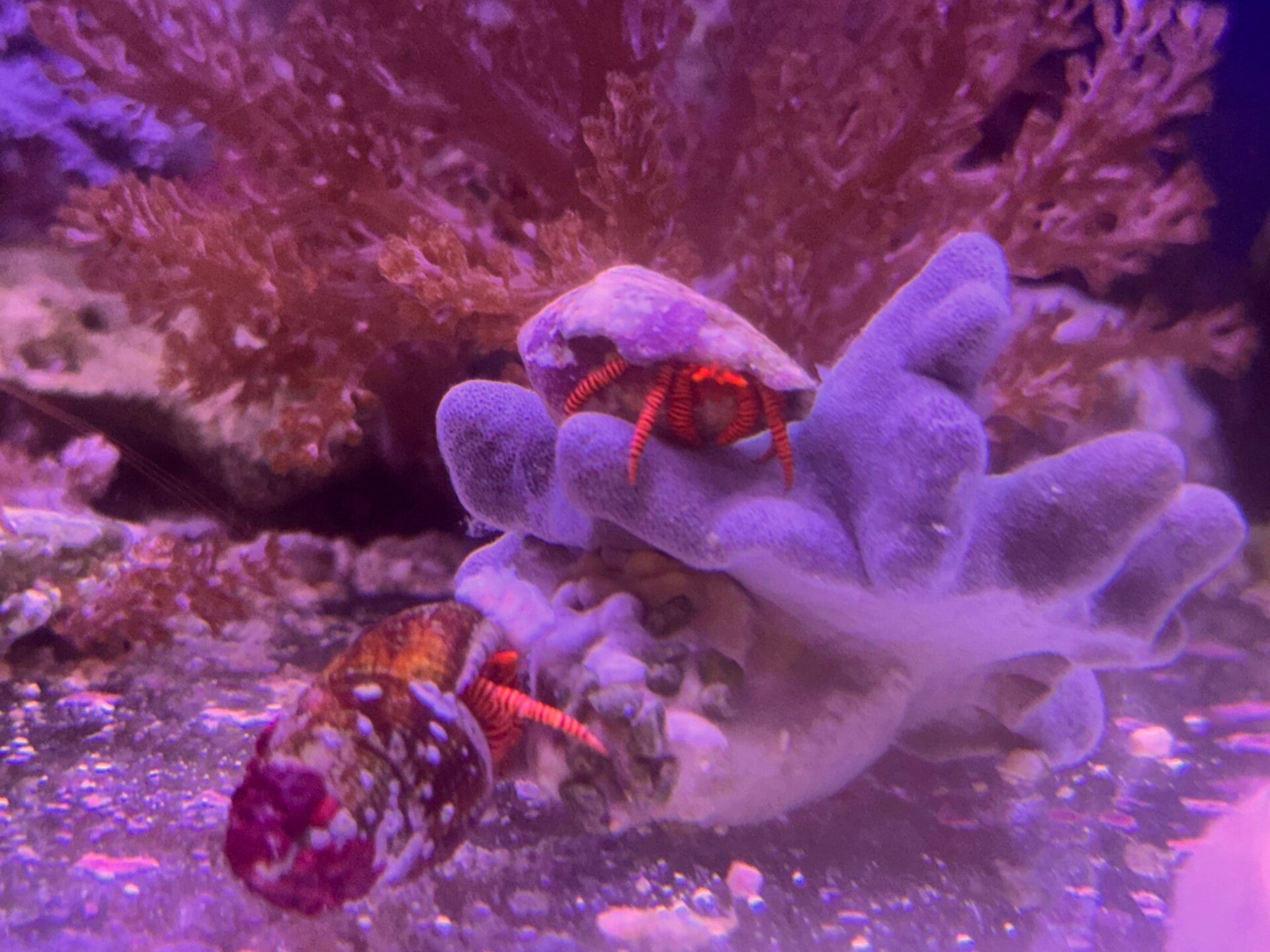 Ciliopagurus strigatus - Ringelsocken-Einsiedlerkrebs