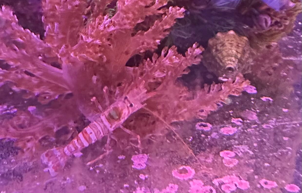 Lysmata kuekenthali - Kuekenthals Putzergarnele