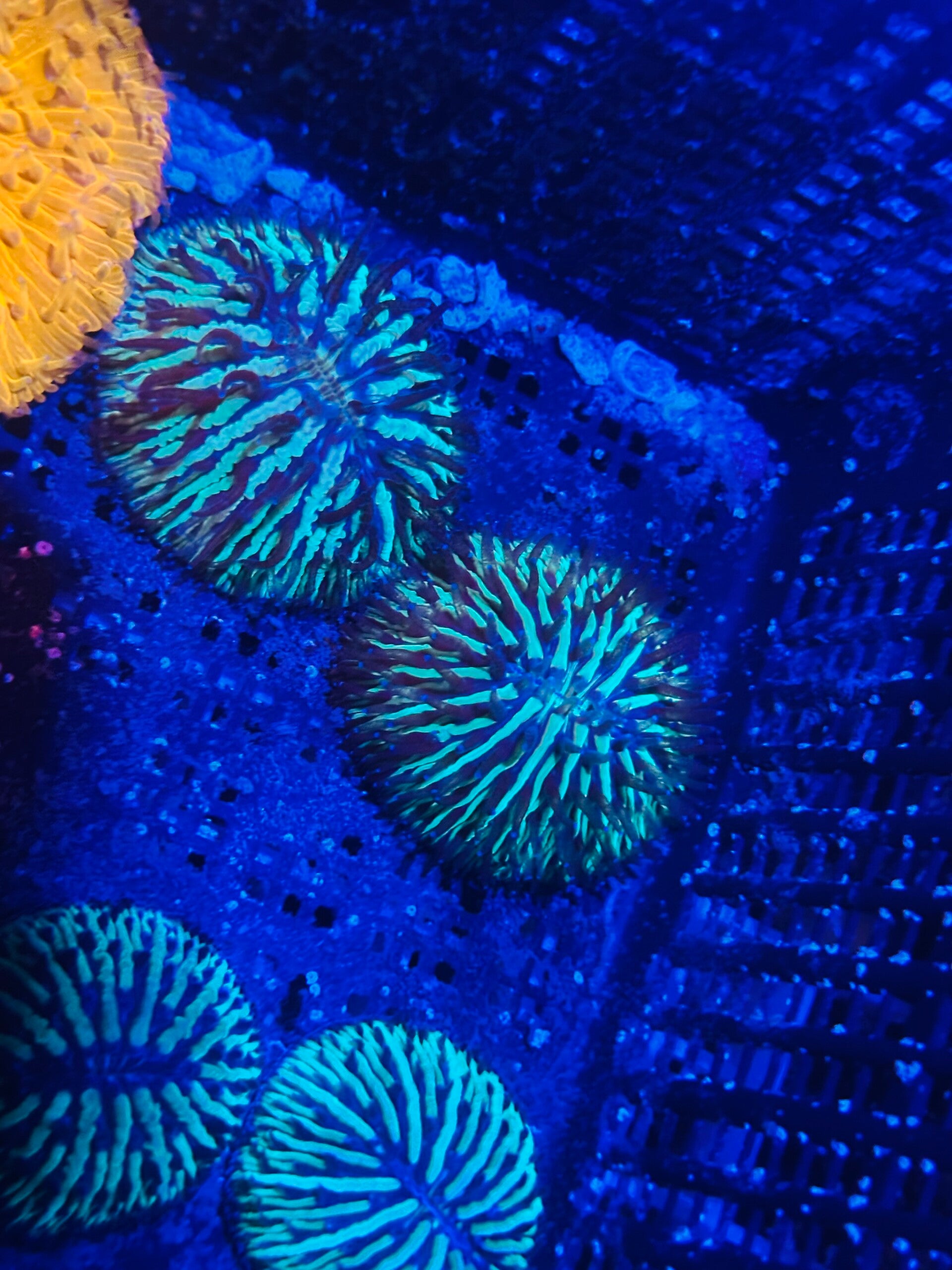 Fungia dome green australien