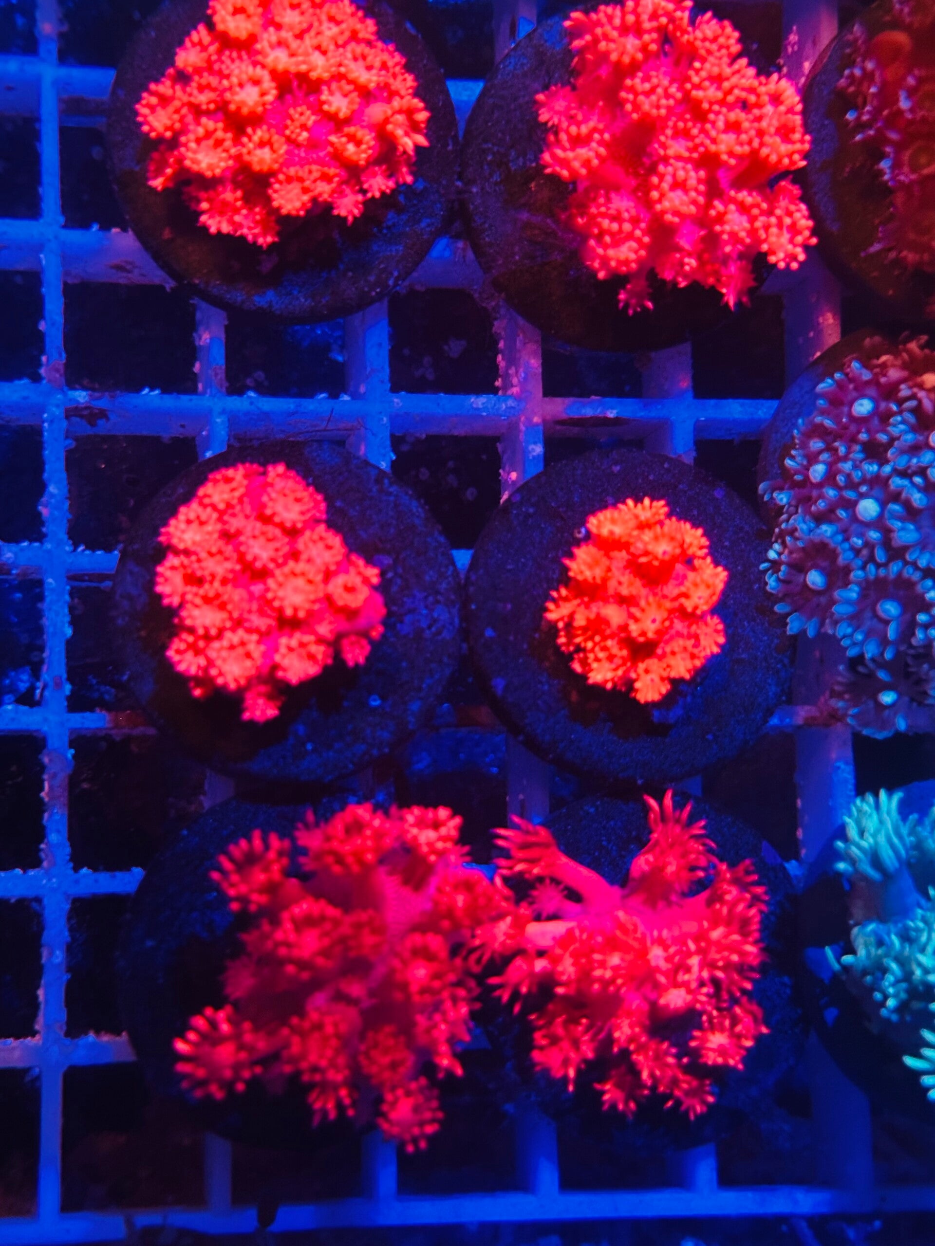 Goniopora red australien