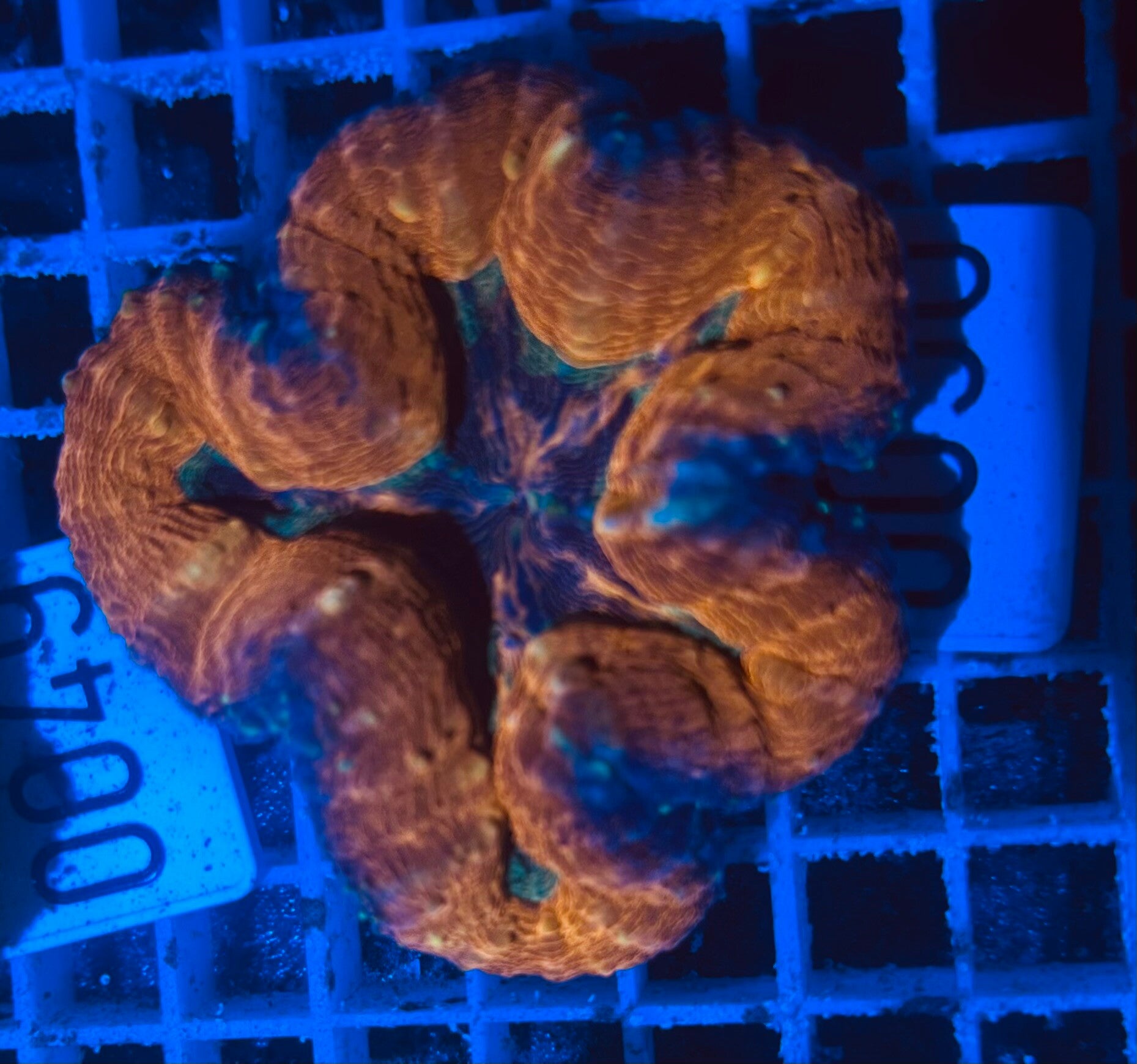 Lobophyllia australien WYSIWYG 0050