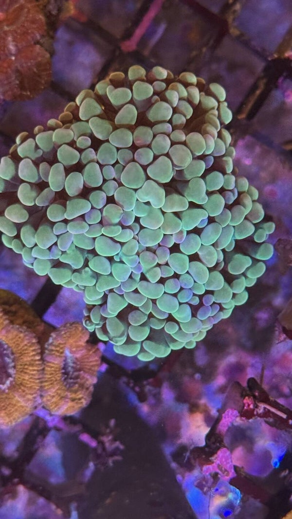 Euphyllia paraancora
