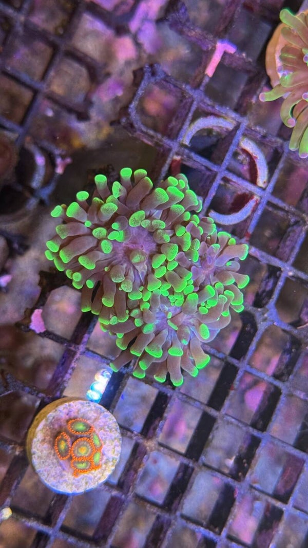 Euphyllia paraancora