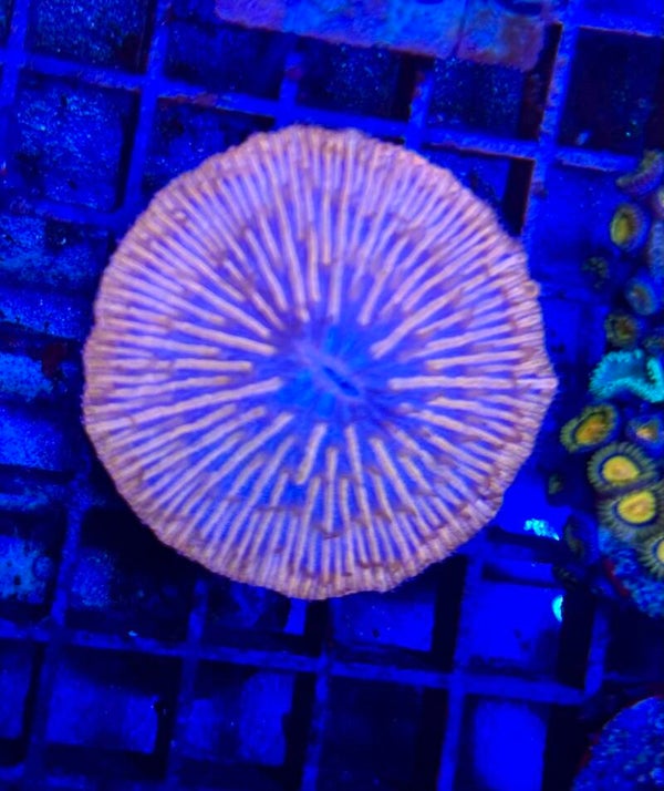 Fungia WYSIWYG 0056