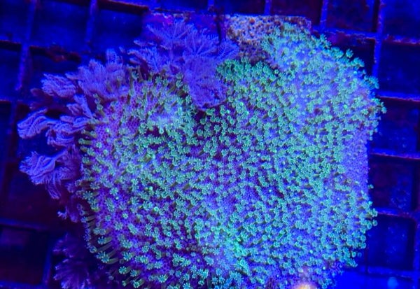 Sarcophyton mit pumpende Xenien WYSIWYG