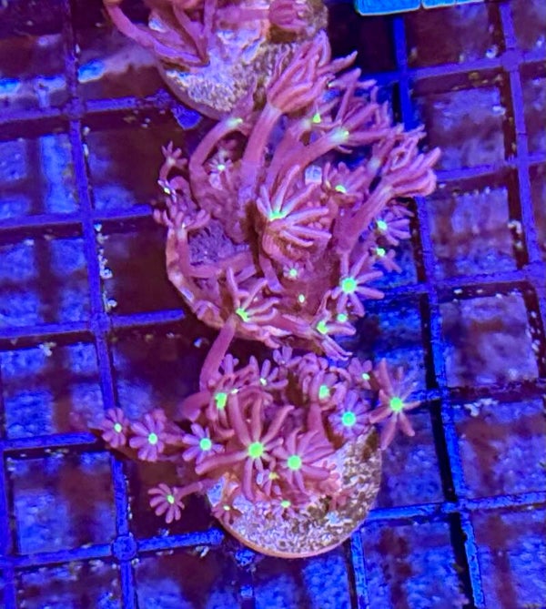 Knopia octocontacanalis Röhrenkoralle NZ